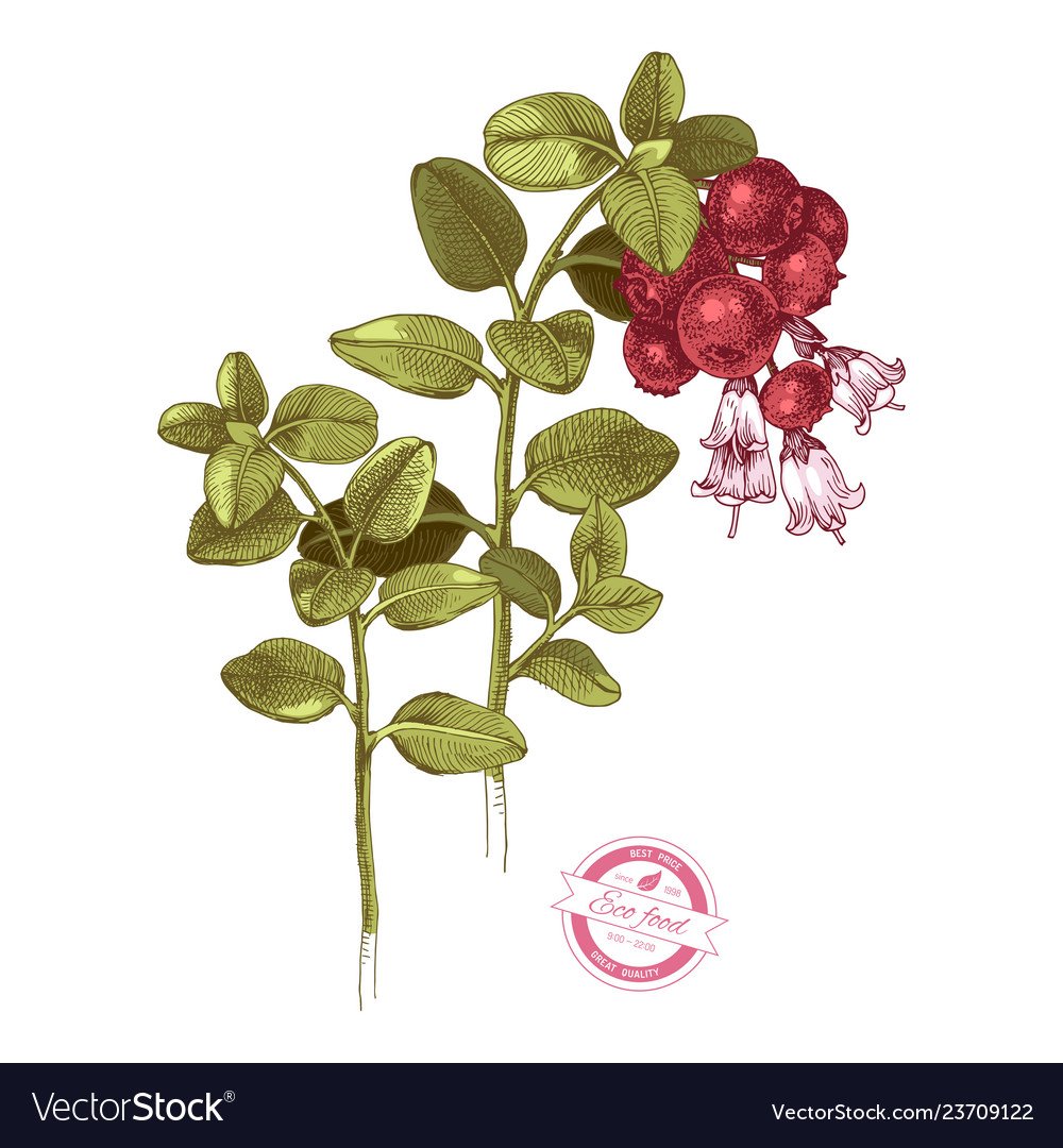 Common Lingonberry drawing vector illustrations