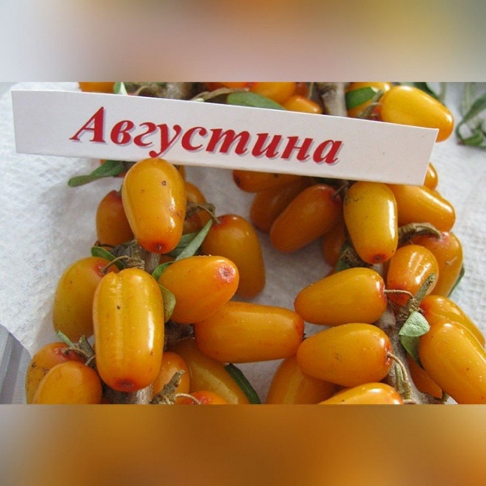 Облепиха августа