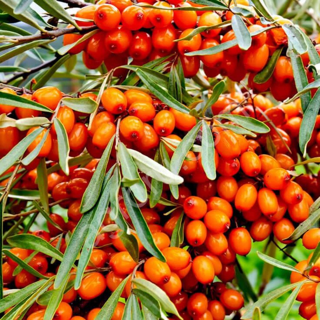 Sea-Buckthorn (облепиха)