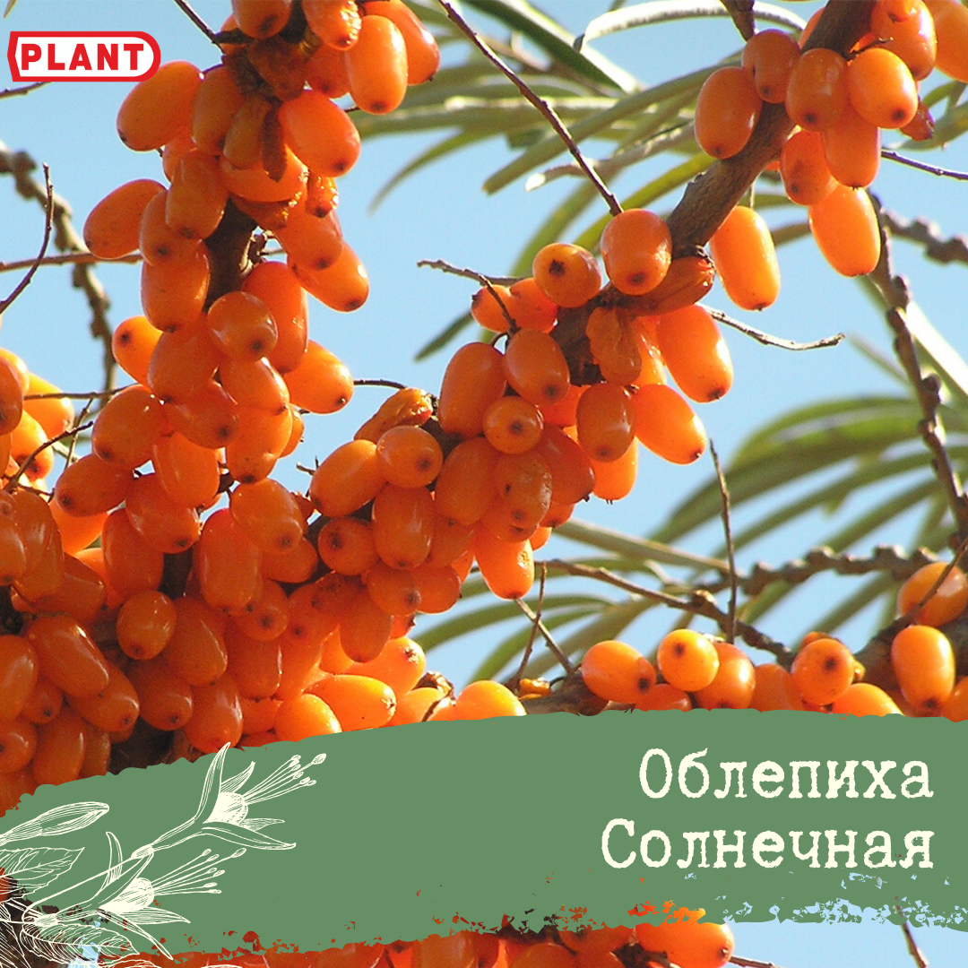 Облепиха фото кустарника