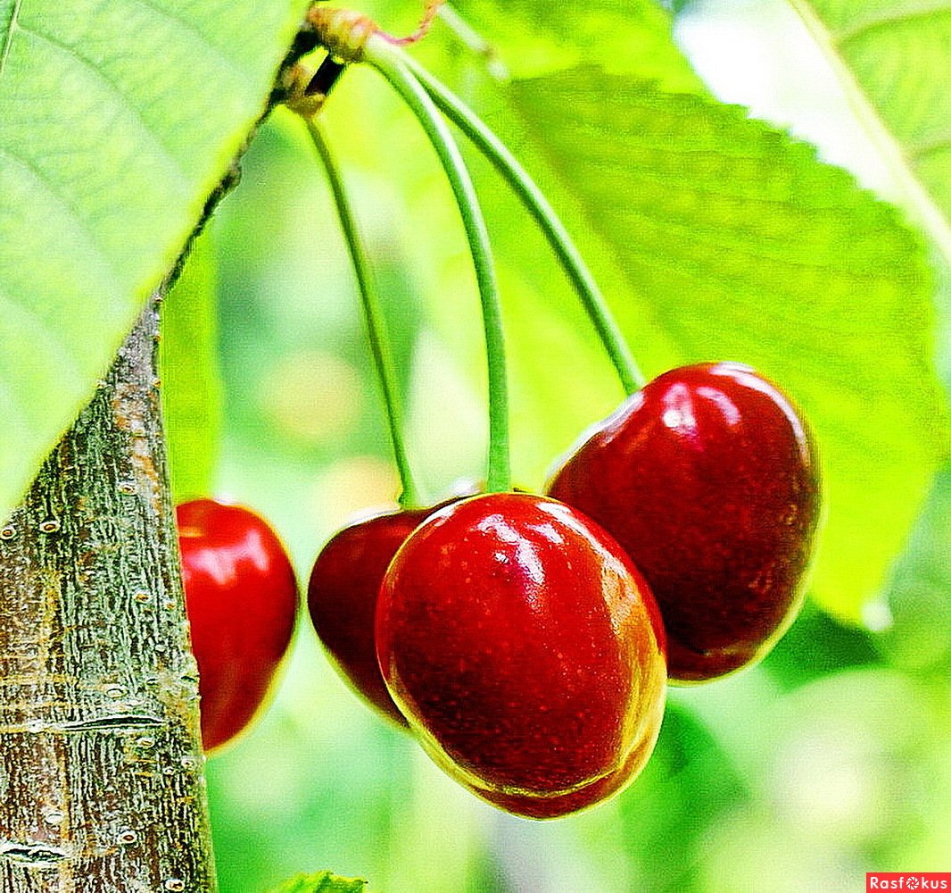 Черешня Кримсон