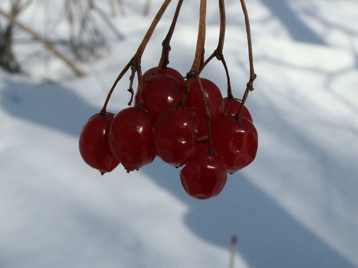 Вишня городская