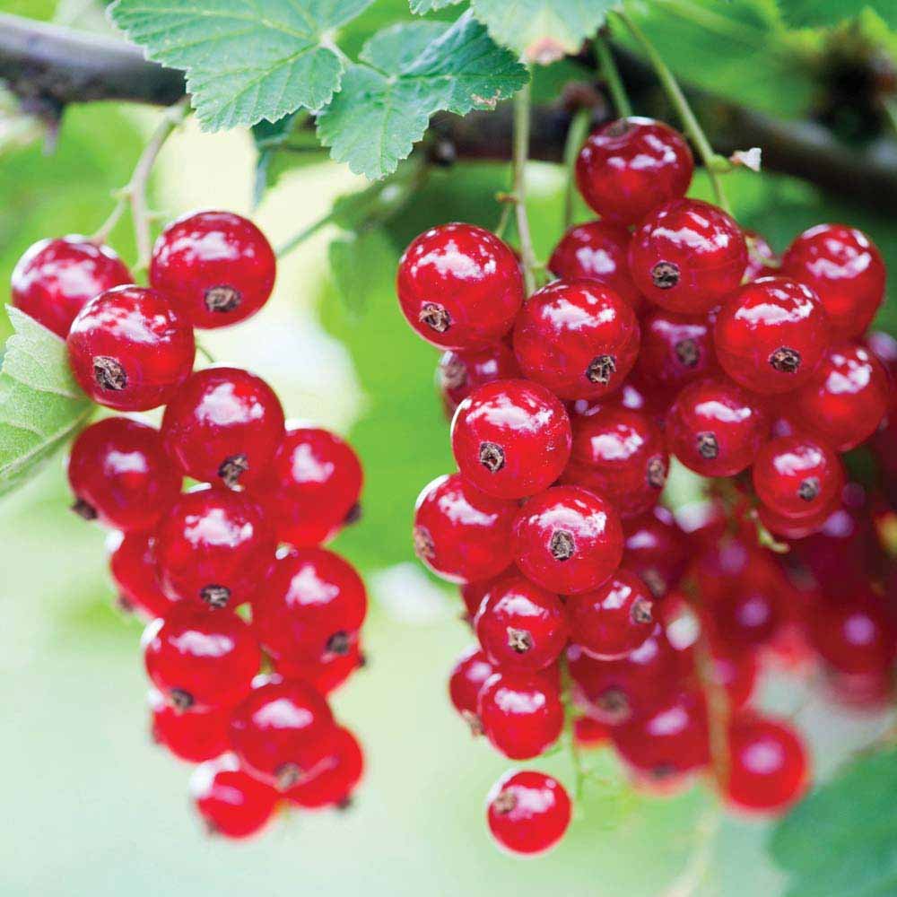 Смородина красная - ribes rubrum