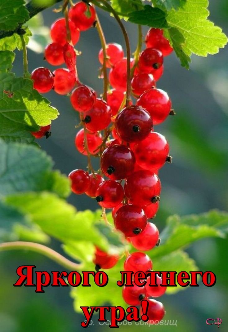 Неспелая красная смородина