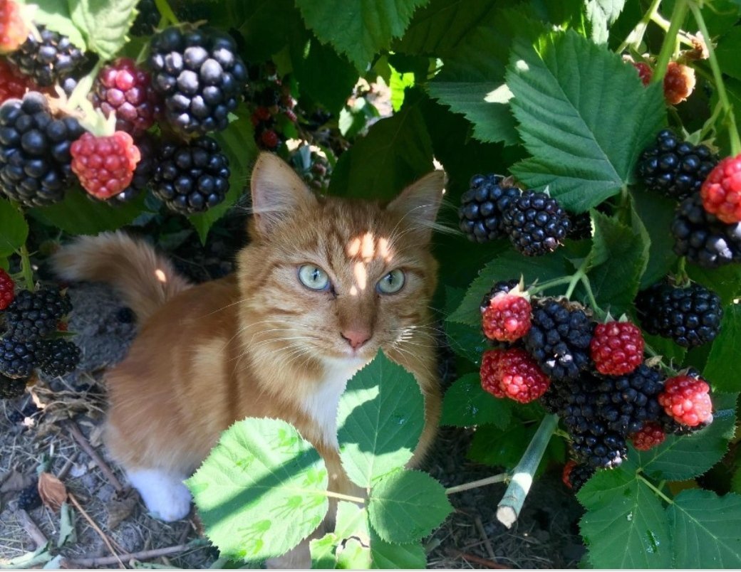 Ежевика кот