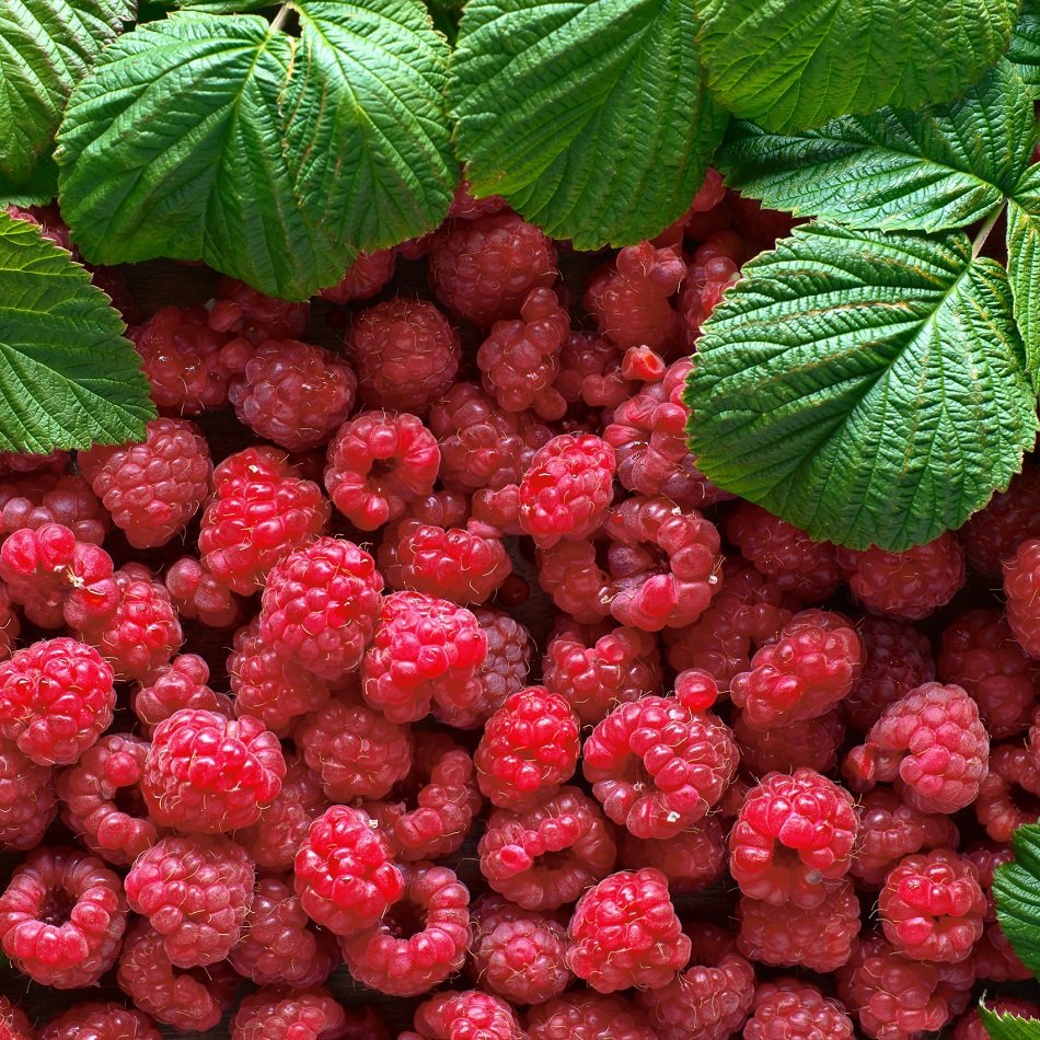 Малина фон