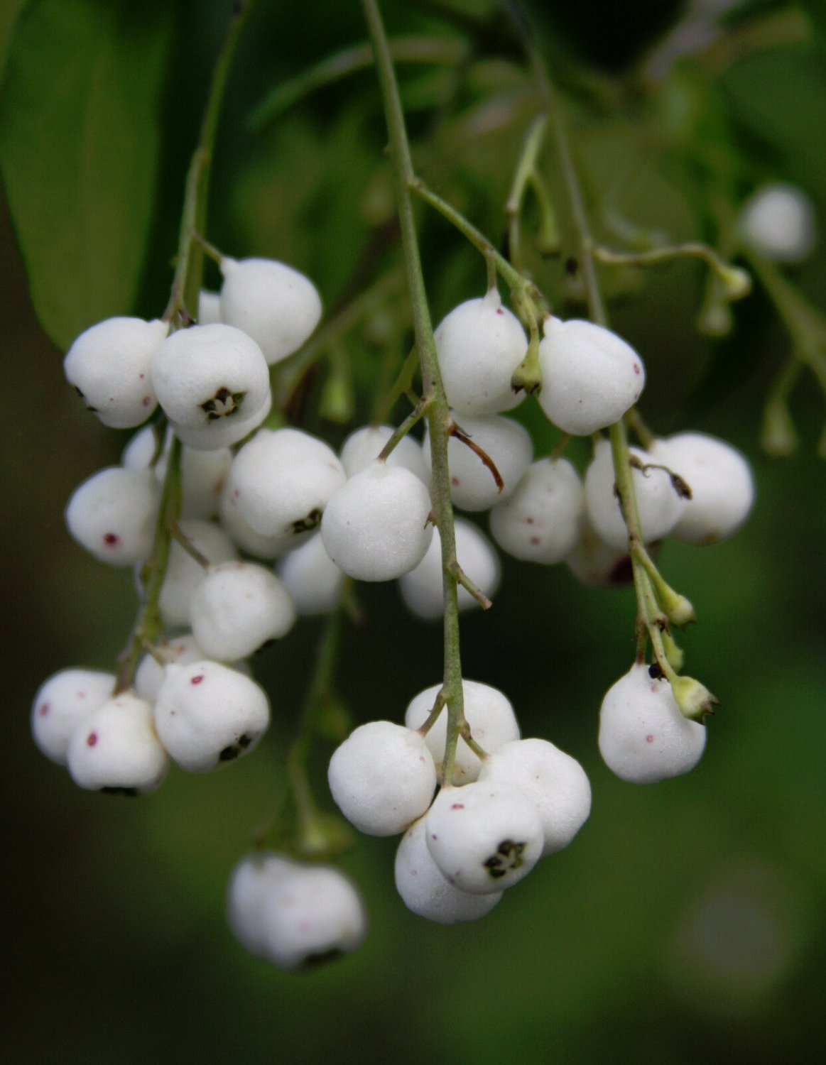 Chiococca Alba