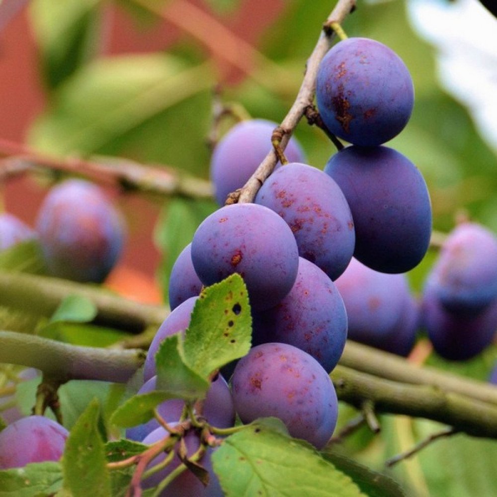 Слива "Дашенька" Prunus domestica дерево