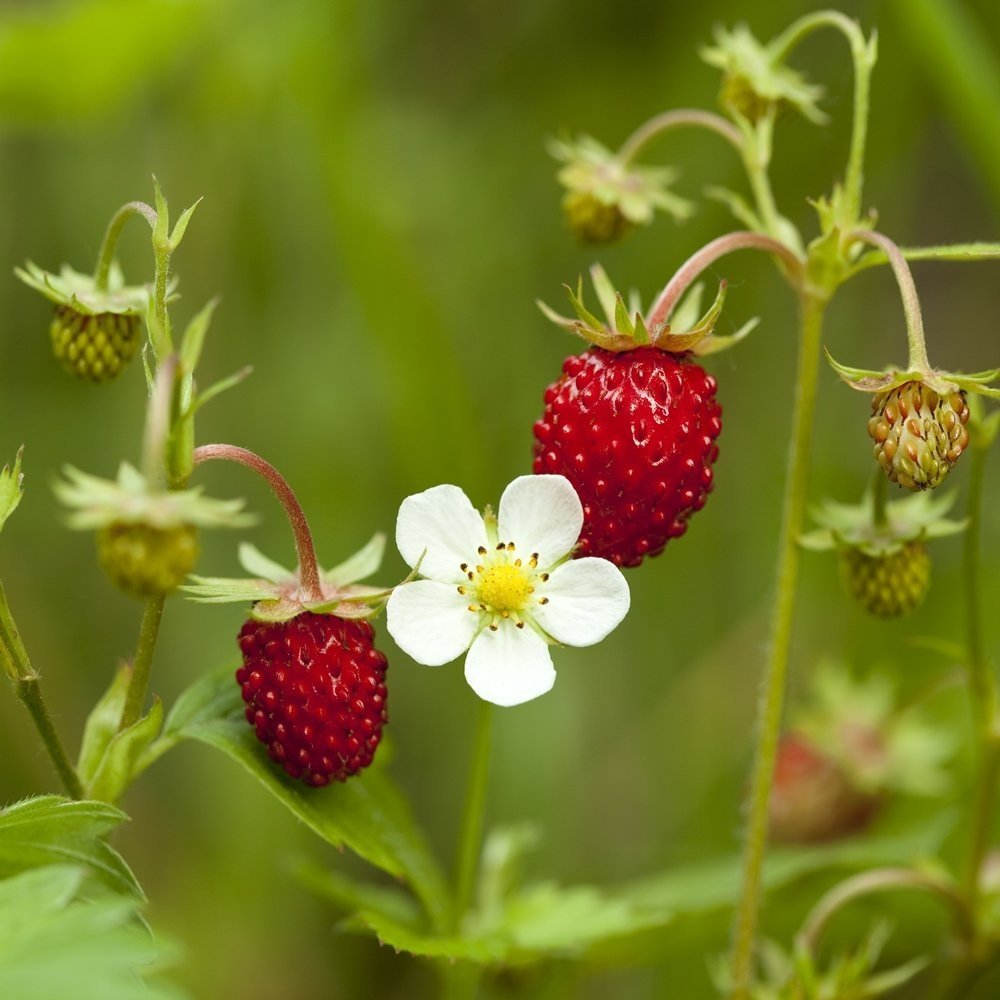 Fragaria vesca Alpine