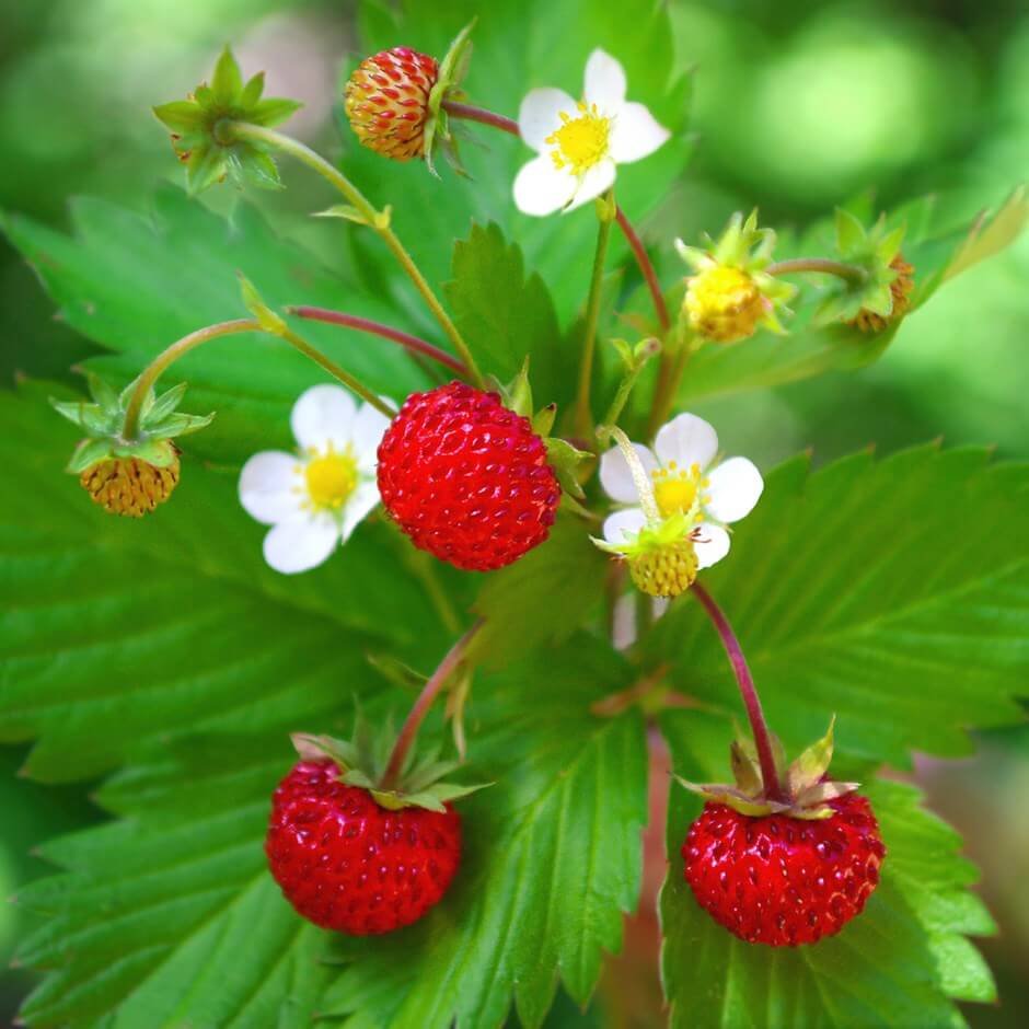 Fragaria vesca Alpine