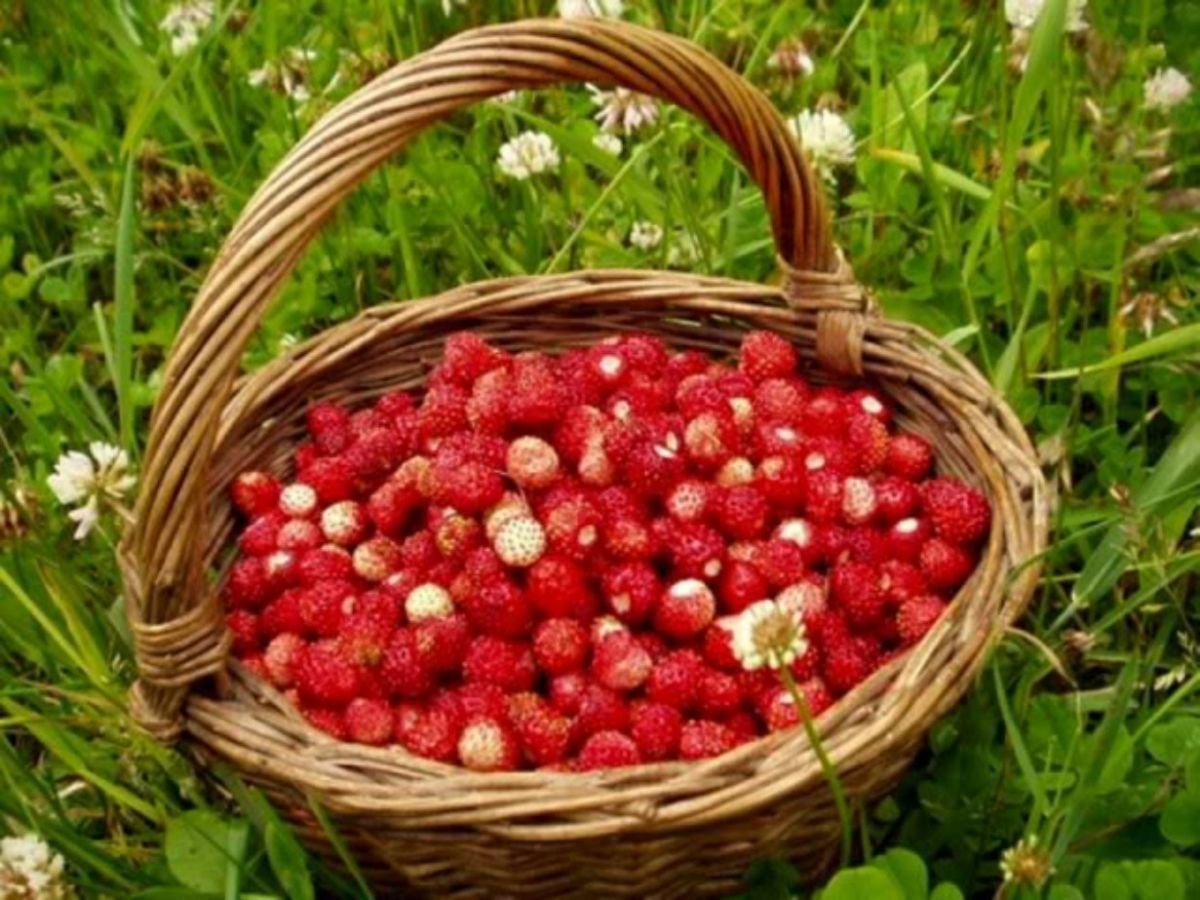 Давид земляничник 9 июля