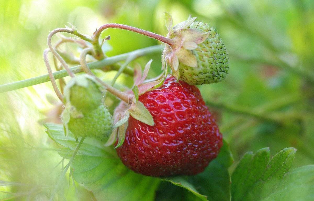 Клубника Моллинг Аллюр