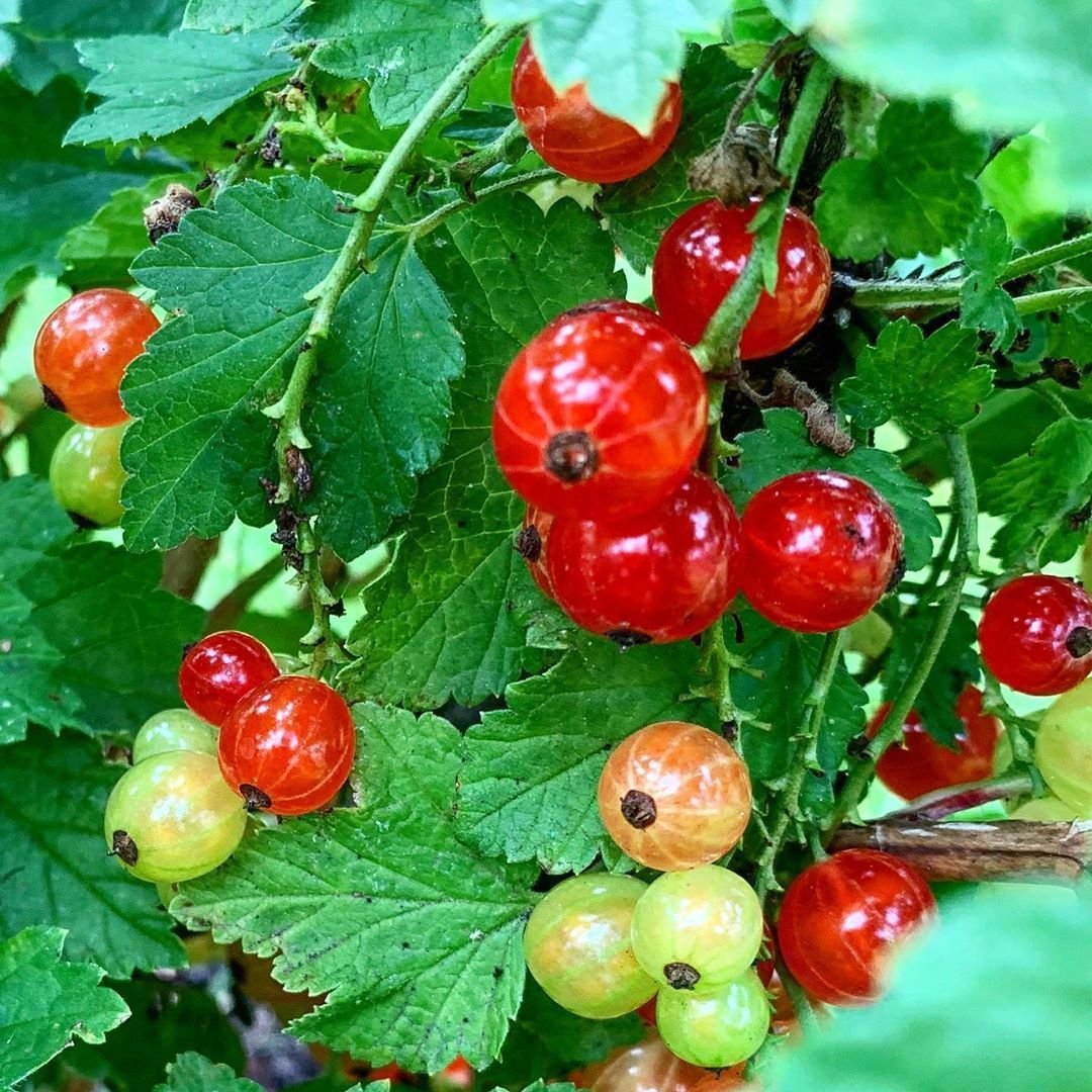 Оранжевая смородина