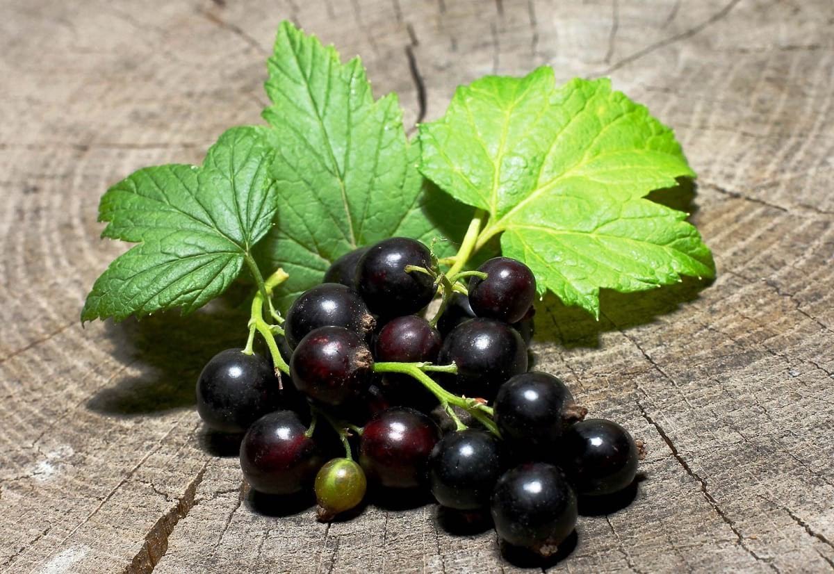 Смородина (ribes)