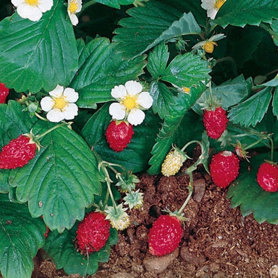 Fragaria vesca Alpine