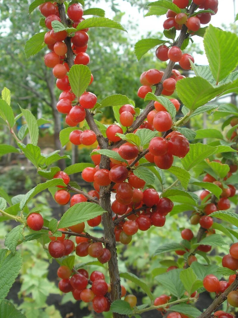 Войлочная вишня куст
