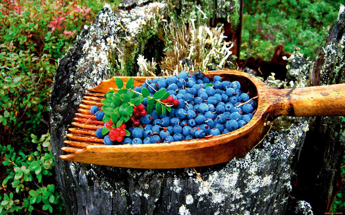 Дикоросы черника