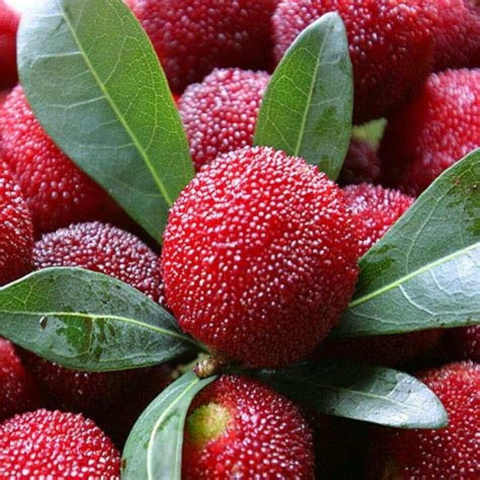 Myrica rubra / воско́вница кра́сная