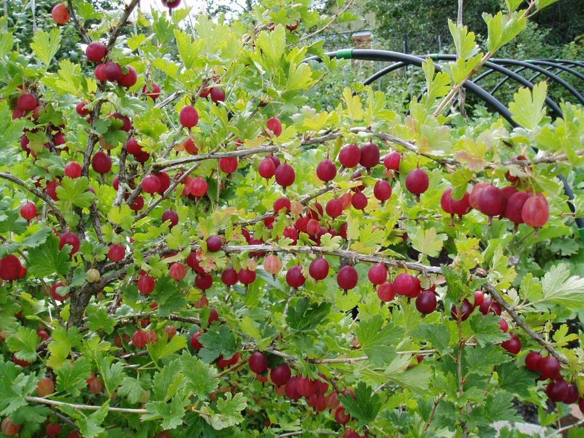 Крыжовник Командор куст