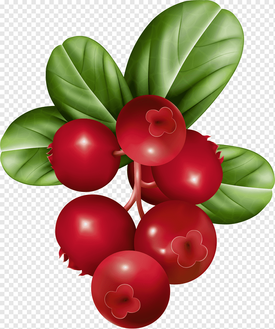 Cowberry брусника