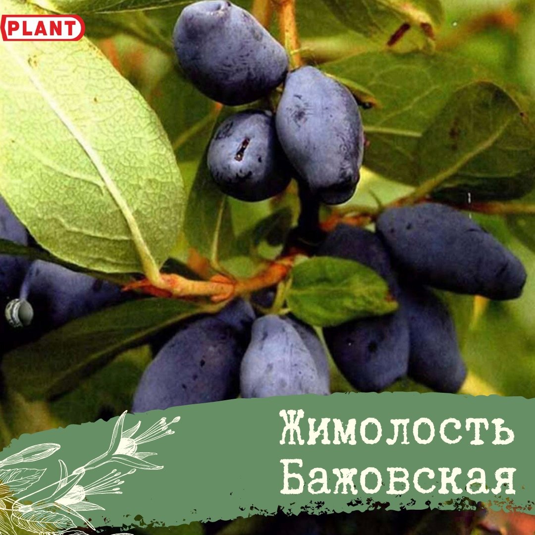 Жимолость Камчатская Lonicera kamtschatica Wojtek