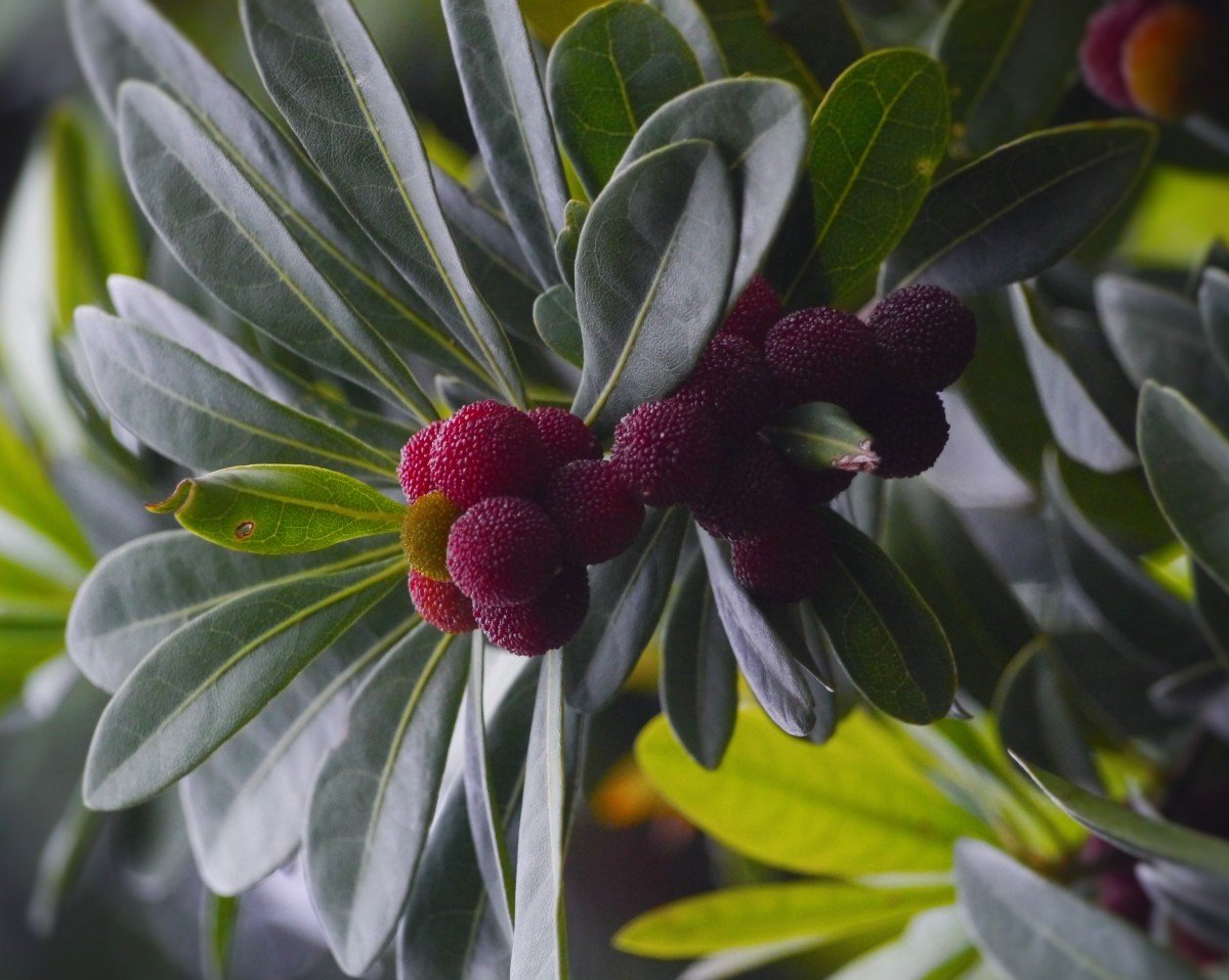 Myrica rubra / воско́вница кра́сная