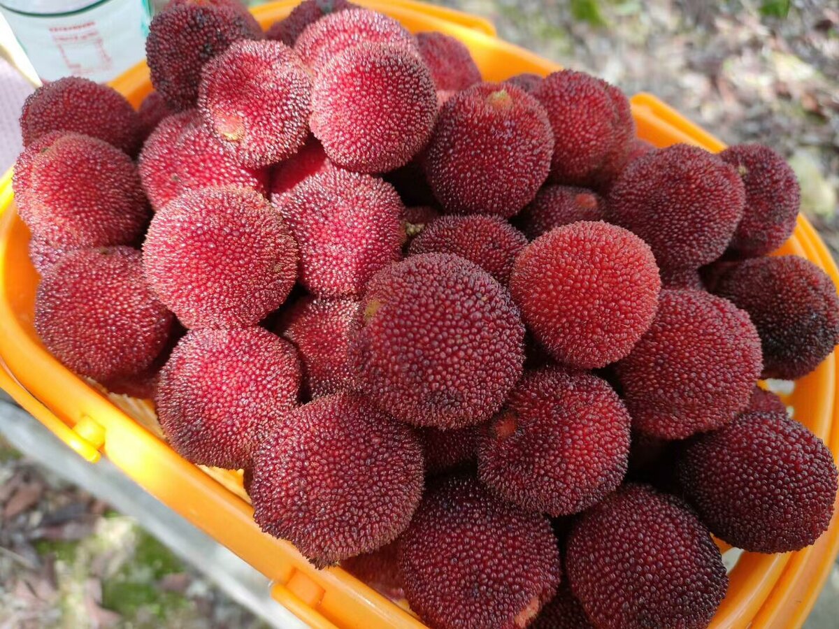 Янгмей китайская земляника