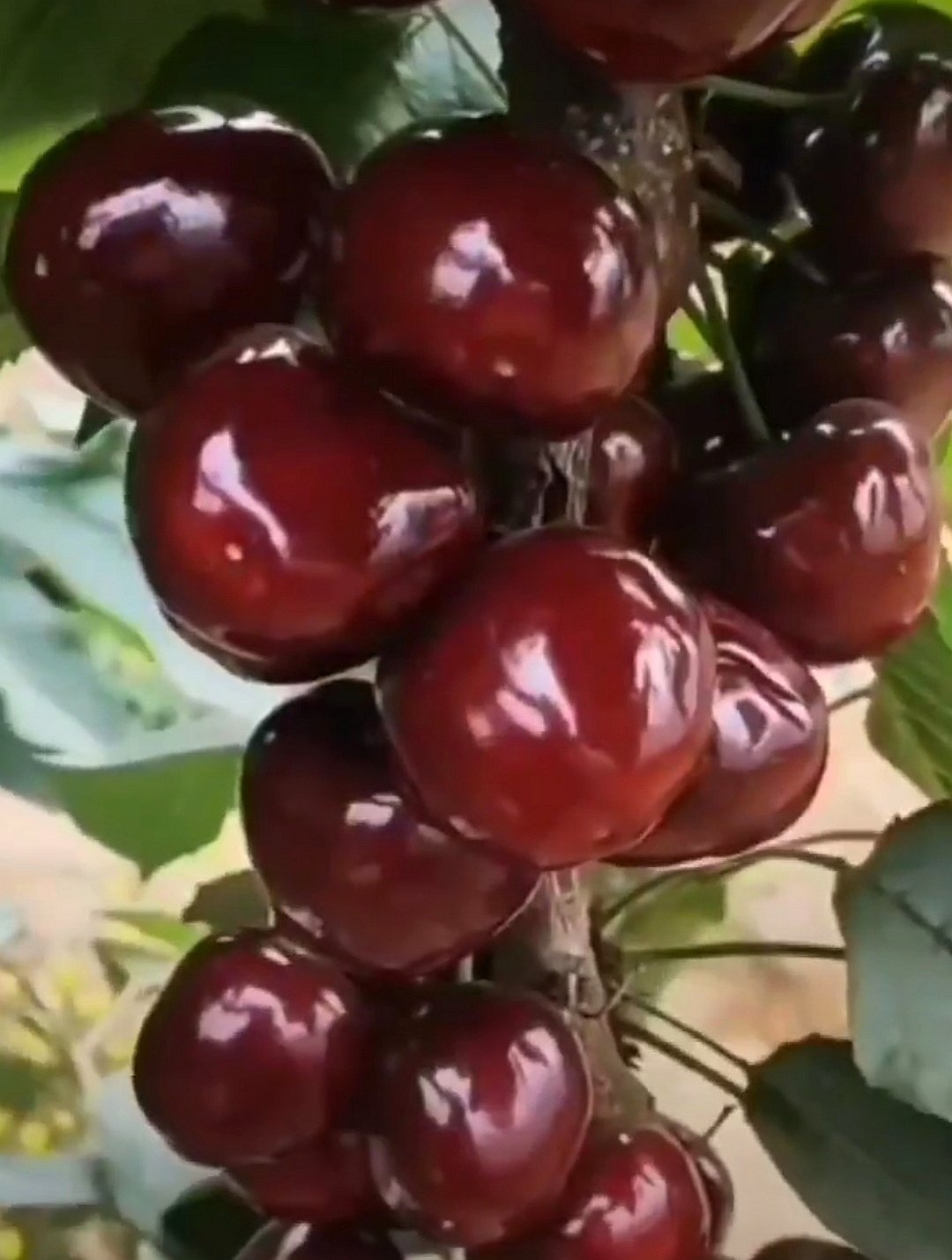 Самая черная черешня