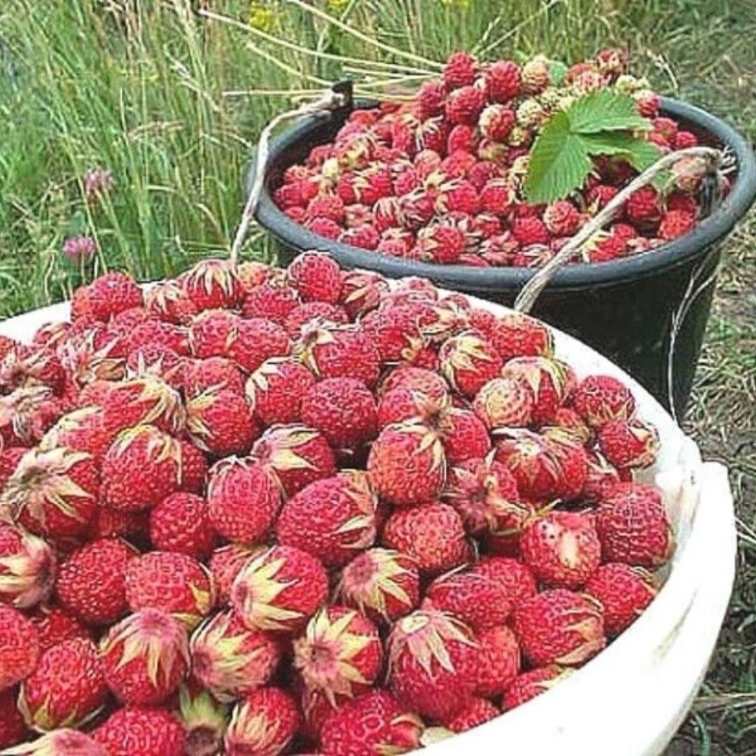 Лесная ягода Луговая,земляника,клубника