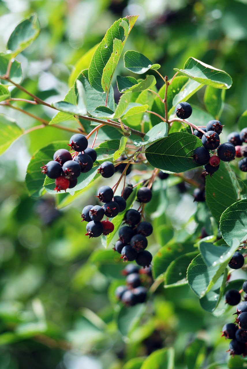 Ирга канадская Amelanchier lamarckii