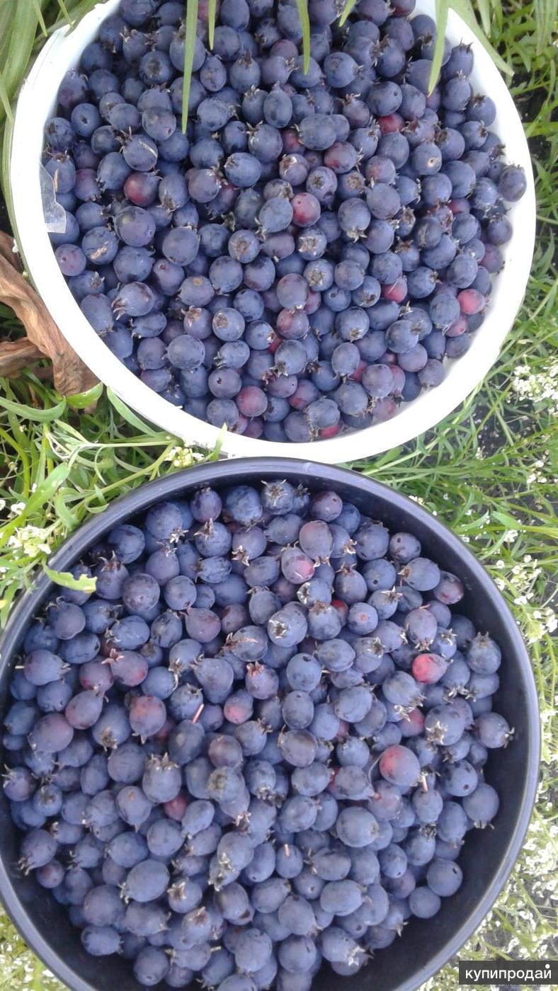 Плодовый кустарник ирга
