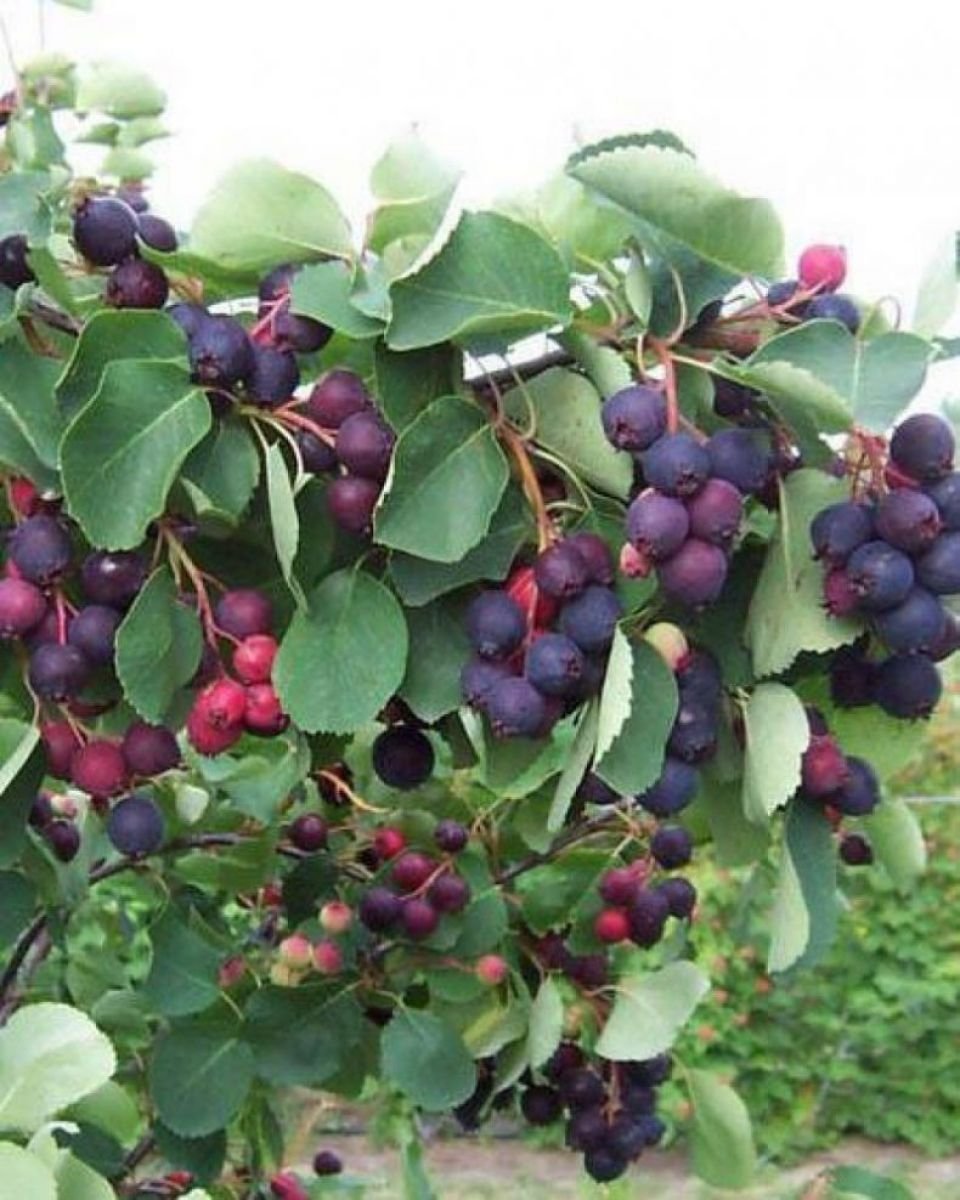 Ирга ольхолистная Amelanchier alnifolia