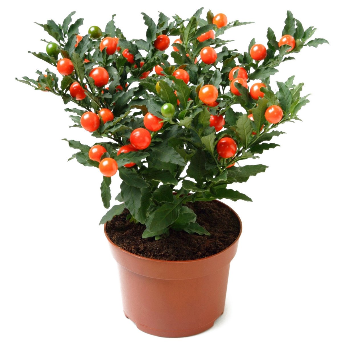 Соланум pseudocapsicum