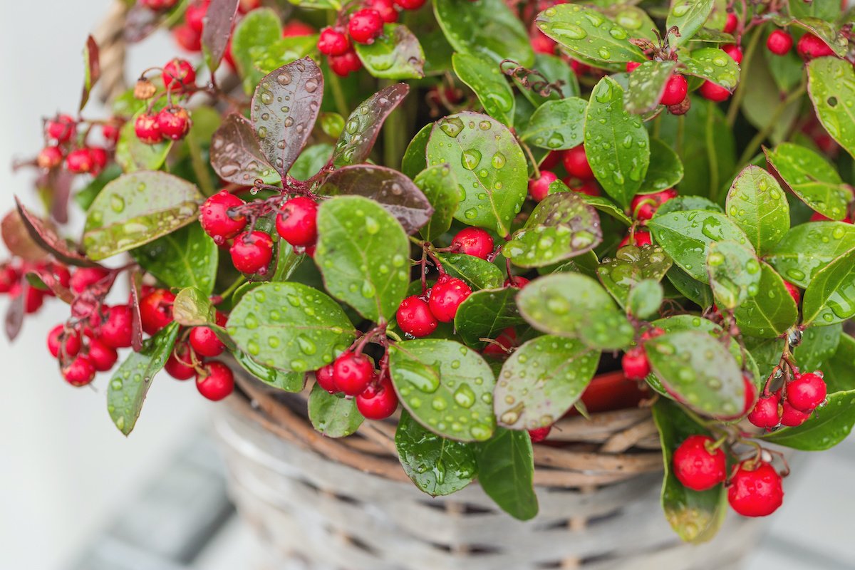 Wintergreen