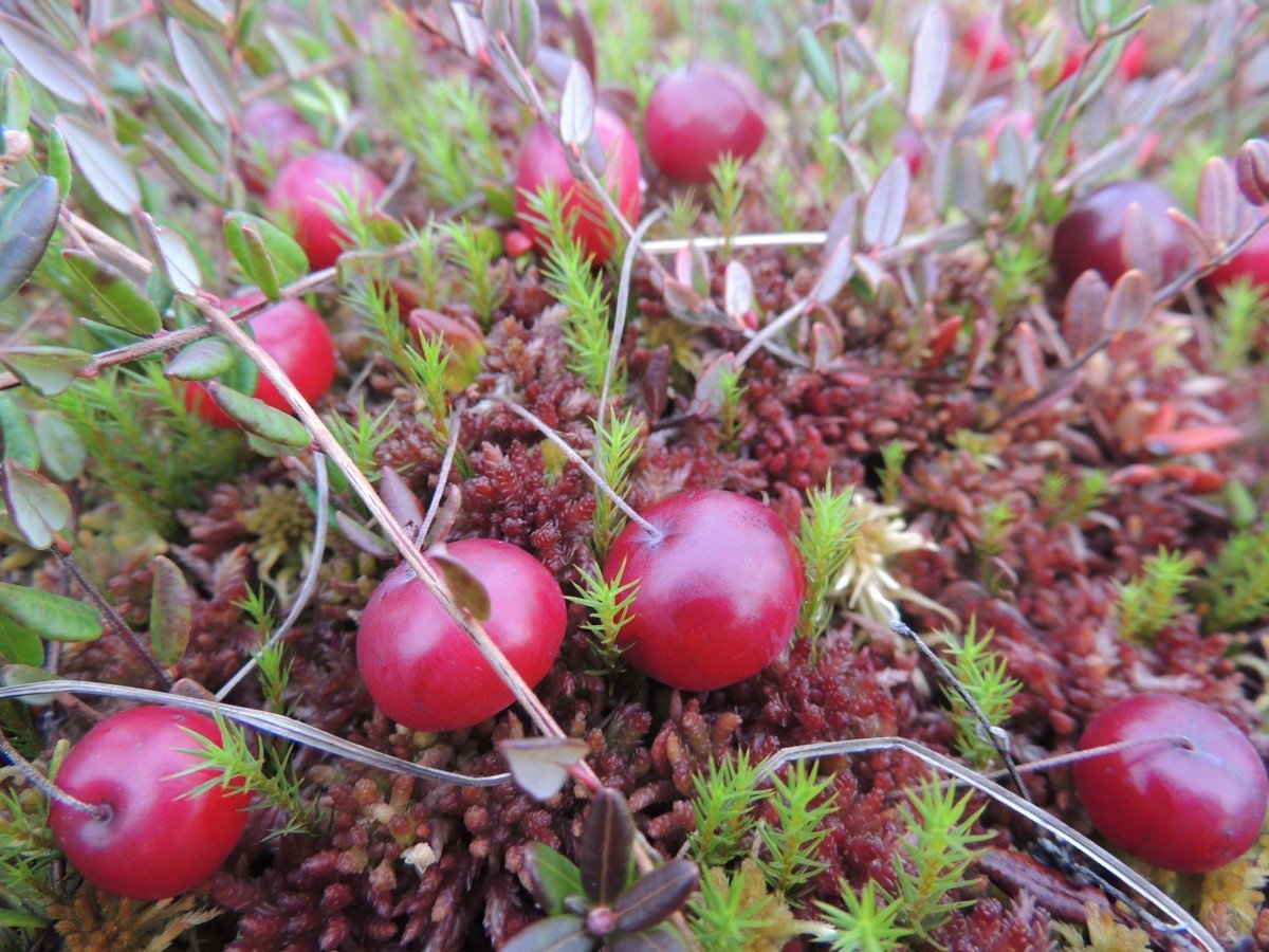 Клюква Vaccinium Oxycoccos