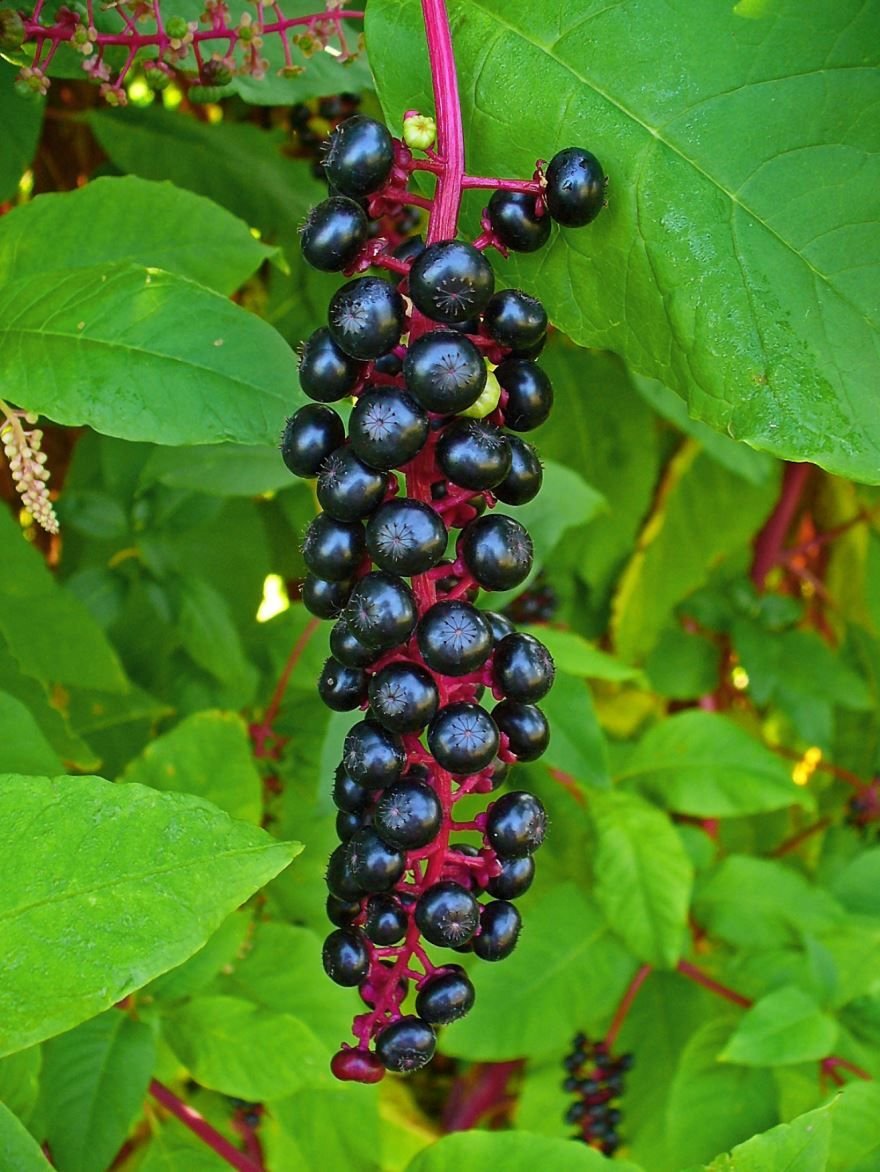 Лаконос куст