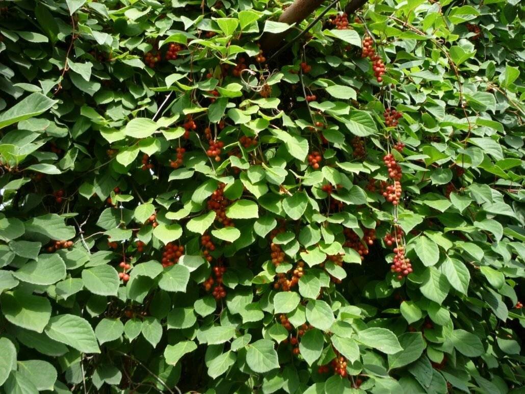 Лимонник китайский (Schisandra chinensis)