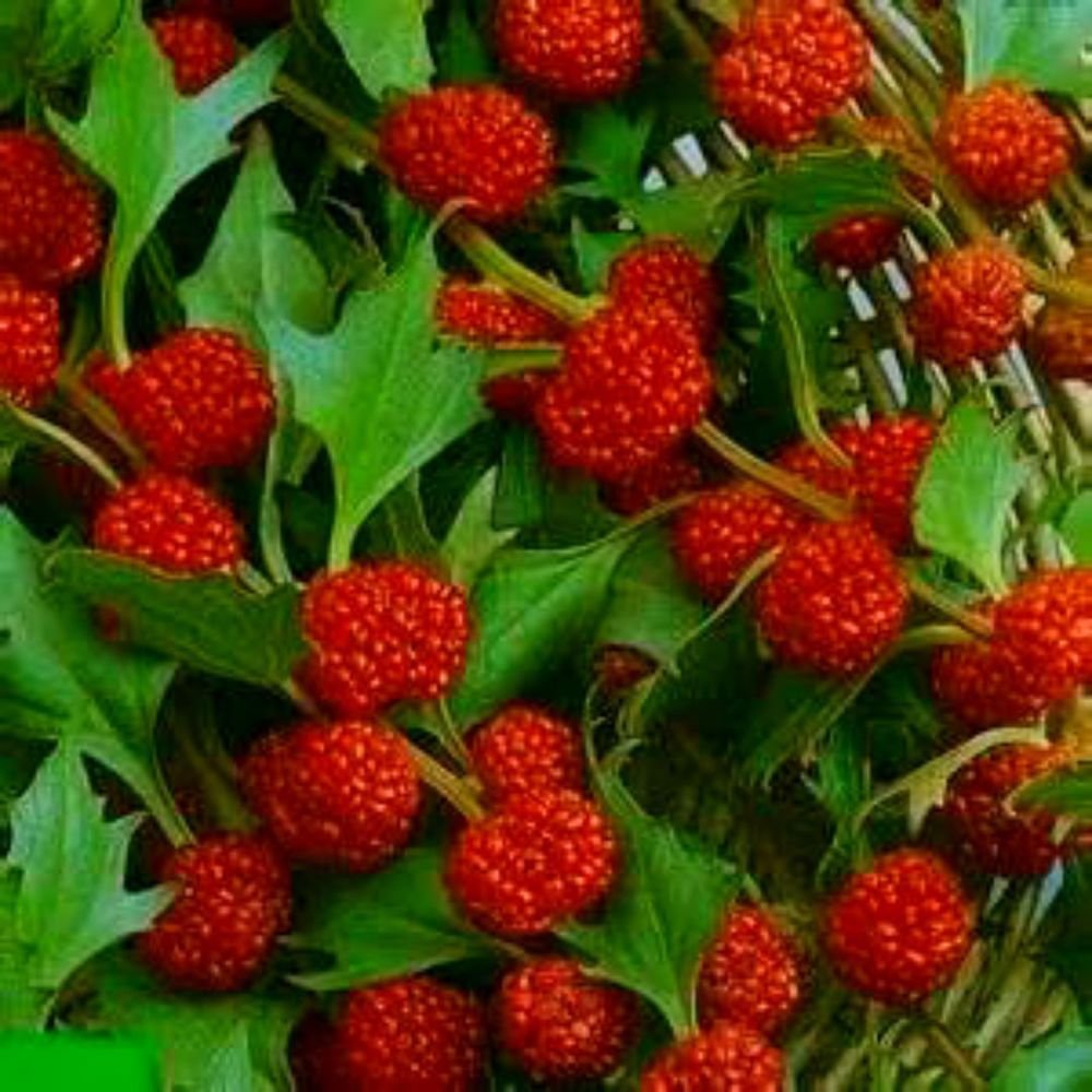 Шпинат Земляничный