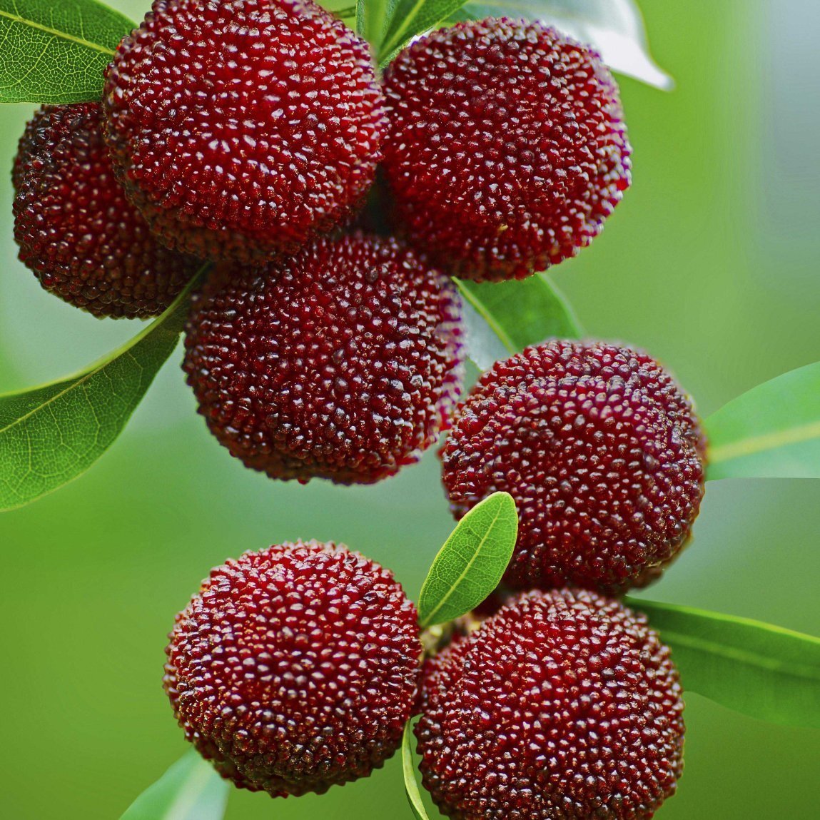Восковница (Myrica)