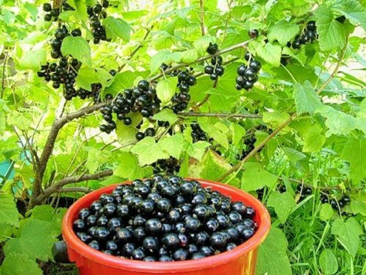 Плодовые кустарники (смородина, крыжовник, жимолость)