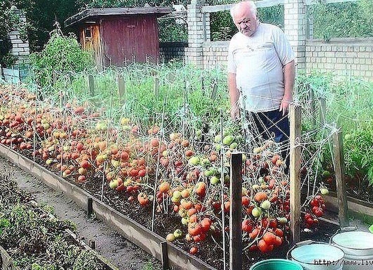Помидоры в огороде