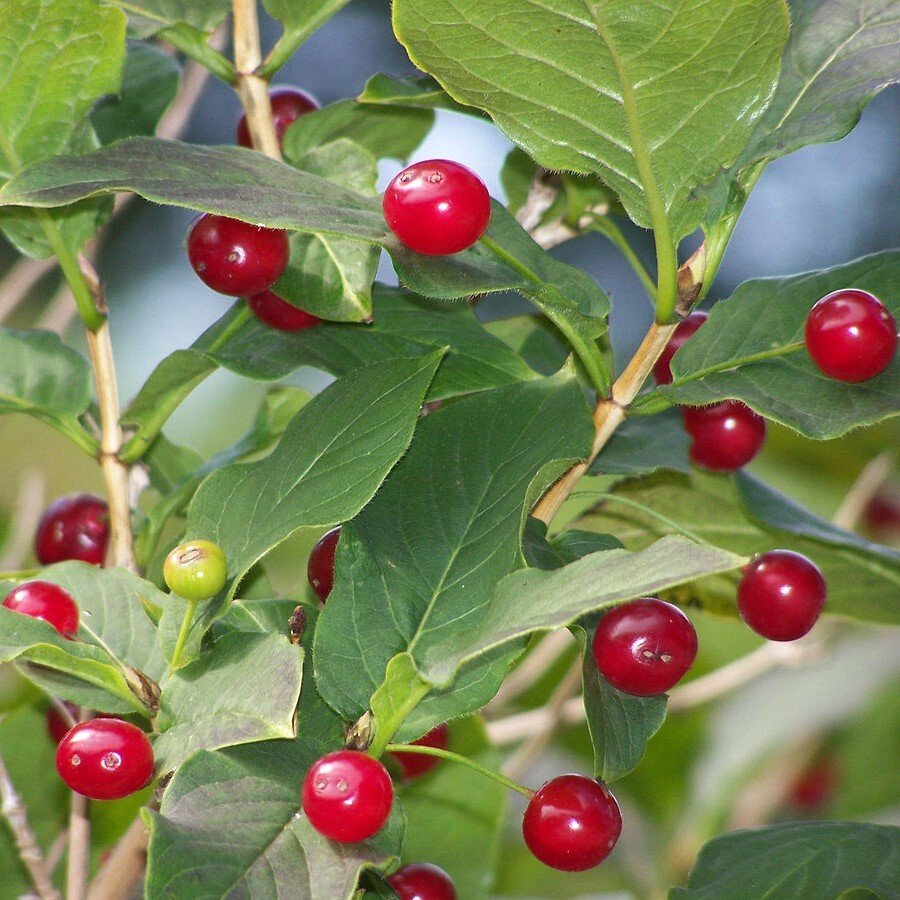 Lonicera alpigena