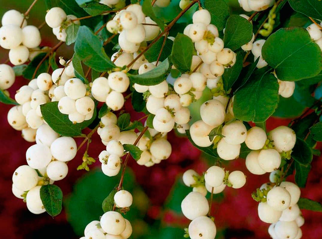 Снежноягодник Доренбоза White Hedge