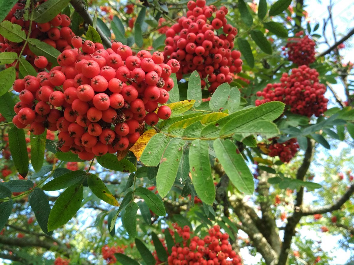 Рябина (Sorbus Мичуринская красавица