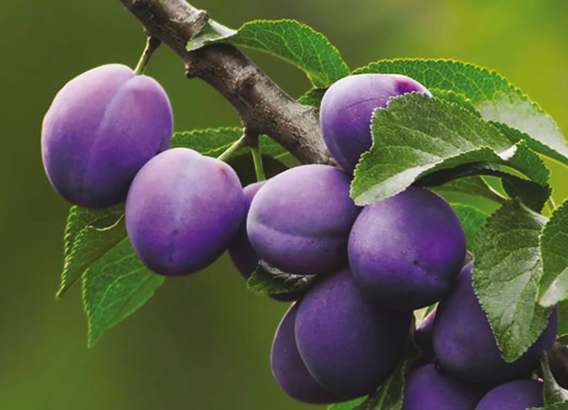 Слива Prunus domestica
