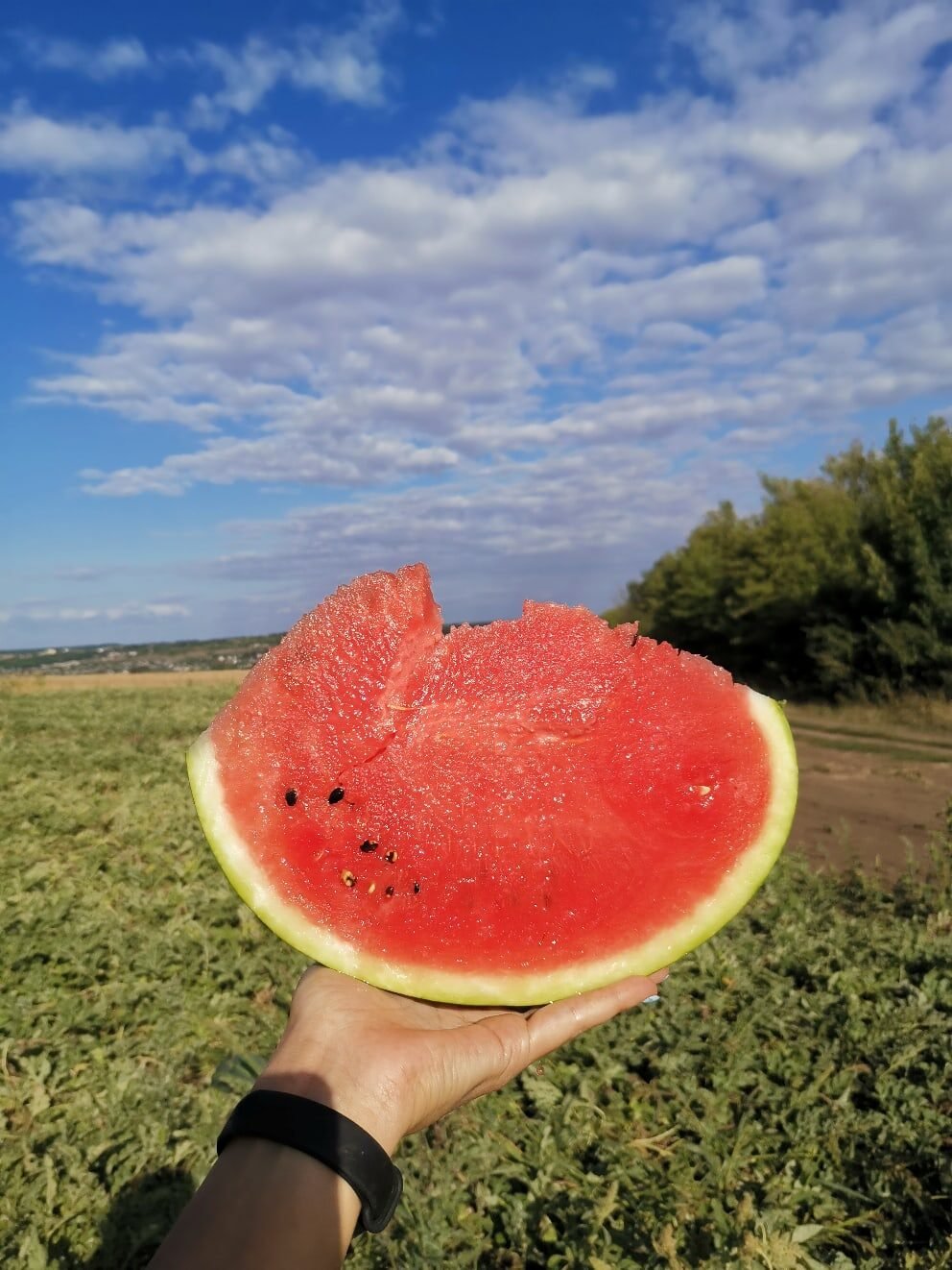 Арбузное лето