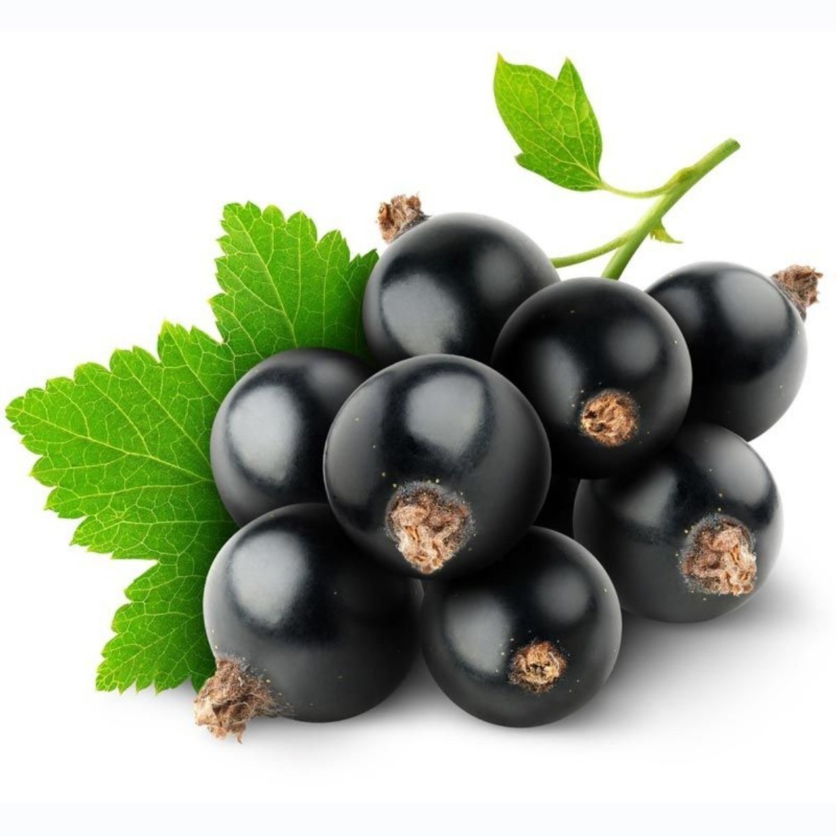 Black Currant черная смородина
