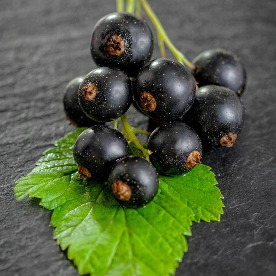Смородина черная ribes nigrum Севчанка