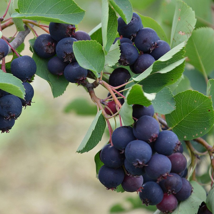 Ирга канадская (Amelanchier canadensis)