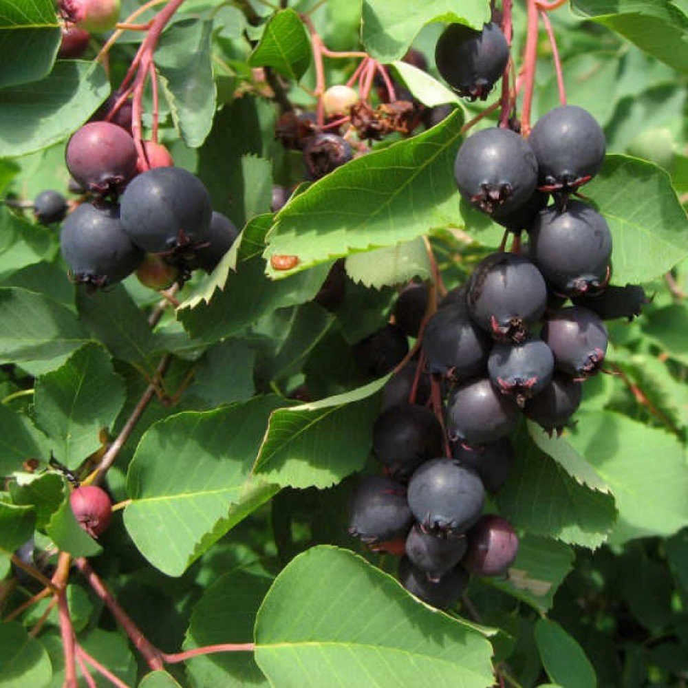 Ирга ольхолистная Amelanchier alnifolia